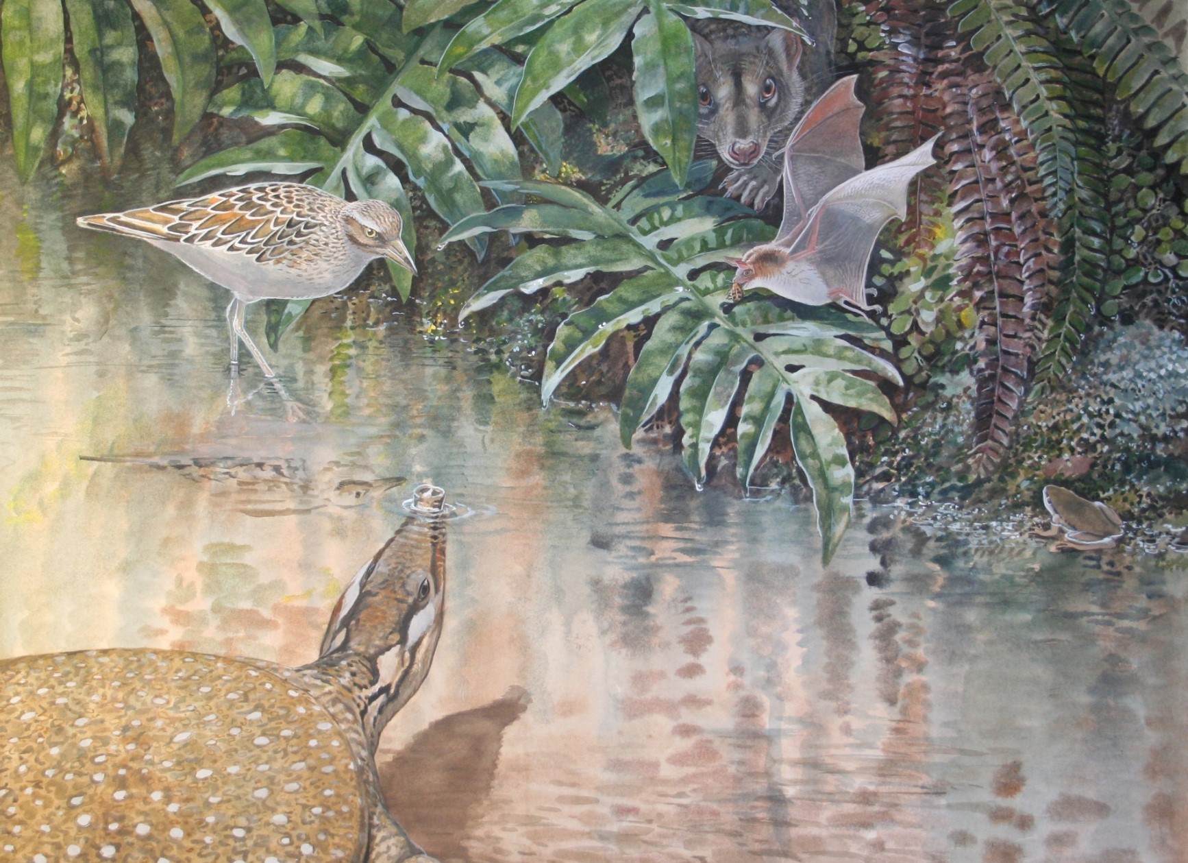 Artist’s reconstruction of a frog Platyplectrum casca, a bat Australonycteris clarkae, a mammal Thylacotinga bartholomaii, a turtle Murgonemys braithwaitei and a bird Murgonornis archeri (from right to left) from Murgon, south-eastern Queensland