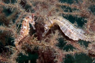 Two adult White's seahorses living in a seahorse hotel four months after deployment