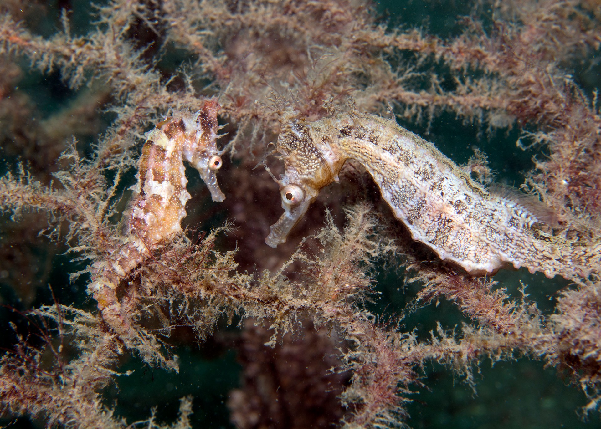 Two adult White's seahorses living in a seahorse hotel four months after deployment