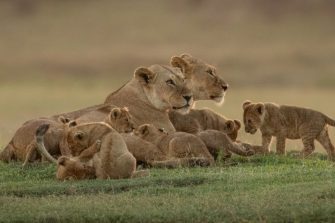 Panorama of two lionesses lying with cubs