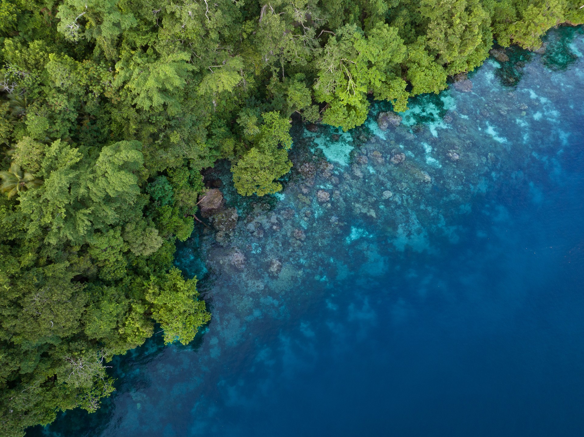 Lush jungle on a remote tropical island is fringed by a coral reef in the Solomon Islands. This beautiful country is home to spectacular marine biodiversity and many historic WWII sites.