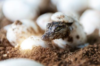 Little baby crocodiles hatching from eggs