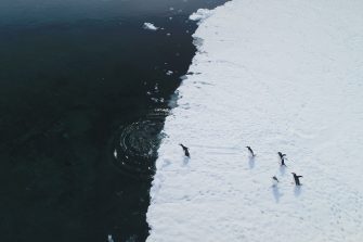 Dive into Antarctic waters with Gentoo penguins. Aerial view captures wild birds plunging from snowy land to icy coastal ocean near glaciers. Experience winter arctic wildlife swim behavior in drone .