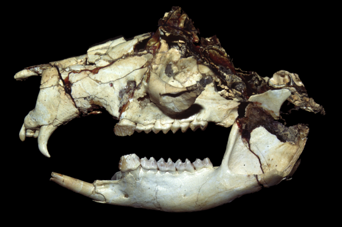 Fangaroo, one of the stranger fossil kangaroos from Riversleigh