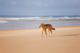 Dingo walking along a beach