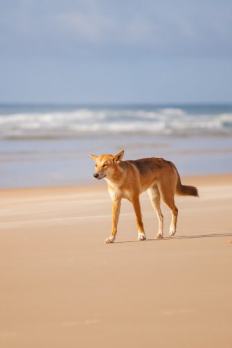 Dingo walking along a beach
