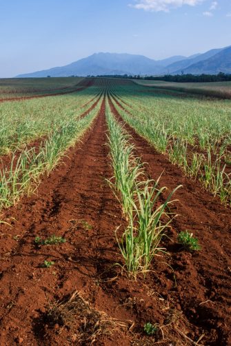 Newly Planted Sugar Cane