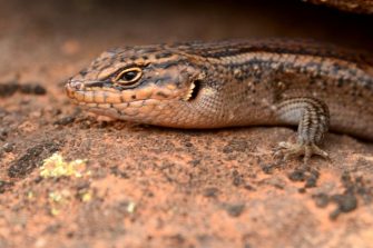A kungaka under a rock