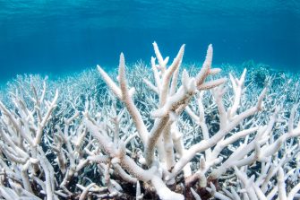 Bleached coral on the Great Barrier Reef outside Cairns Australia during a mass bleaching event, thought to have been caused by heat stress due to warmer water temperatures as a result of global climate change.