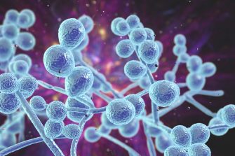 Computer illustration of Candida fungi