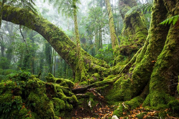 Huge and ancient old Antarctic Beech Tree in the rain and mist of the rainforest national park of Lamington.
