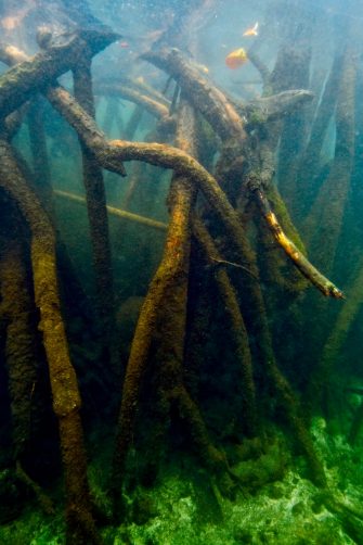 Dr Andrew Dansie and Professor Will Glamore who will lead Project Halophyte