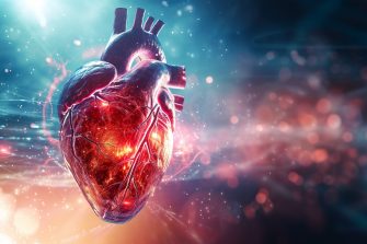 Illustration of the heart