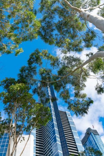  Sydney Skyline view from the Royal Botanic Gardens. It is the most central of the three major botanical gardens open to the public in Sydney. 