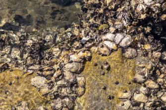 Researchers develop innovative 3D printed reef structures