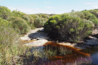 Coastal landscape with shrubs and waterway
