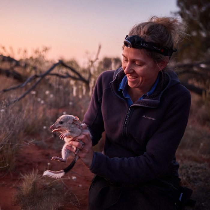 Scientist Rebecca West holds a bilby in the Wild Deserts precinct of Sturt National Park NSW