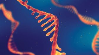 Single strand ribonucleic acid