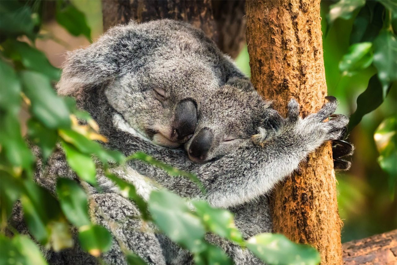 Two koalas hugging in a tree