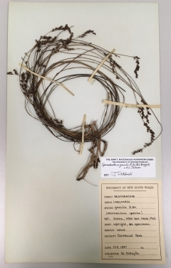herbarium library specimen